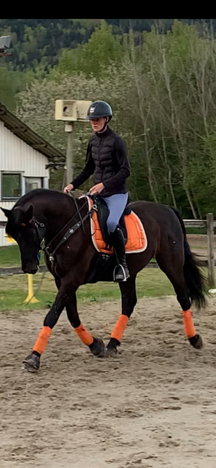Gelding PRE Pure Spanish Bred For sale 2014 Black