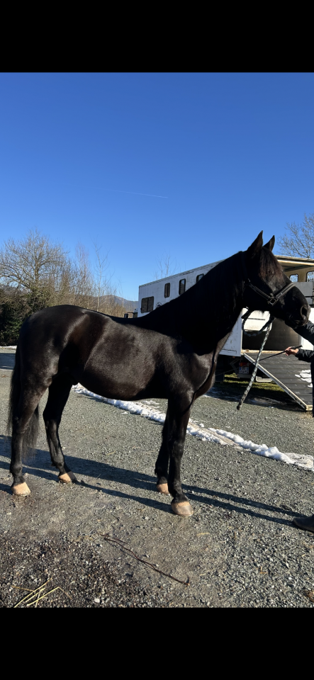 Gelding PRE Pure Spanish Bred For sale 2014 Black