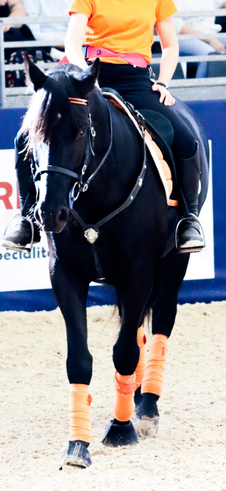 Gelding PRE Pure Spanish Bred For sale 2014 Black