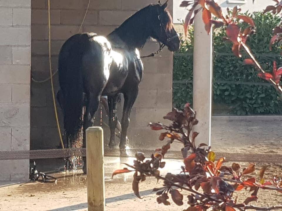 Gelding PRE Pure Spanish Bred For sale 2014 Black