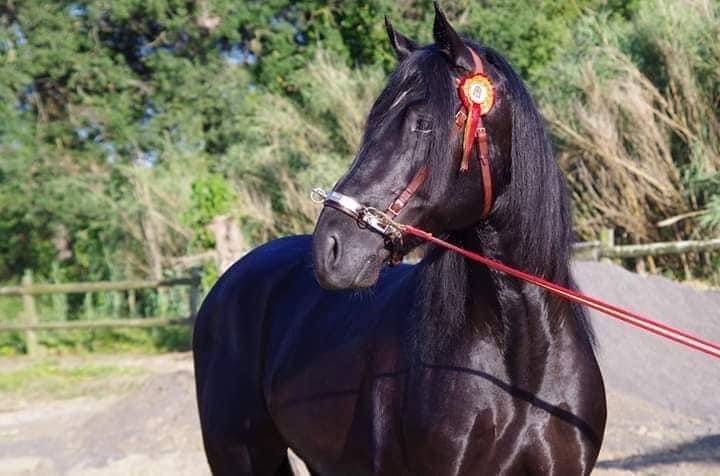 Gelding PRE Pure Spanish Bred For sale 2014 Black