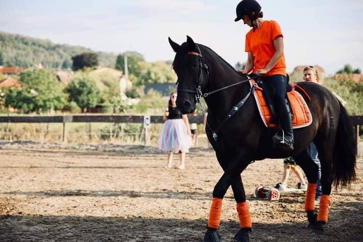 Gelding PRE Pure Spanish Bred For sale 2014 Black