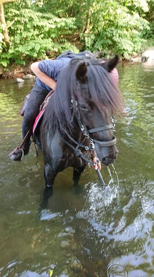 Gelding PRE Pure Spanish Bred For sale 2014 Black