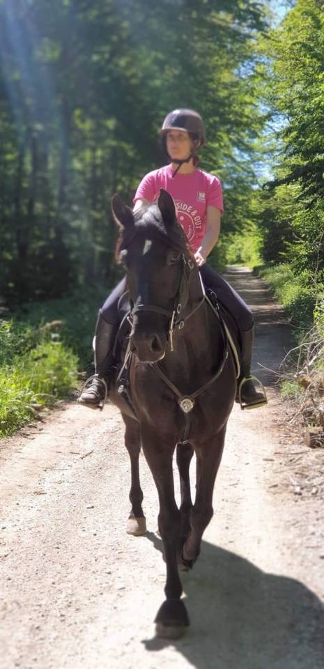 Gelding PRE Pure Spanish Bred For sale 2014 Black