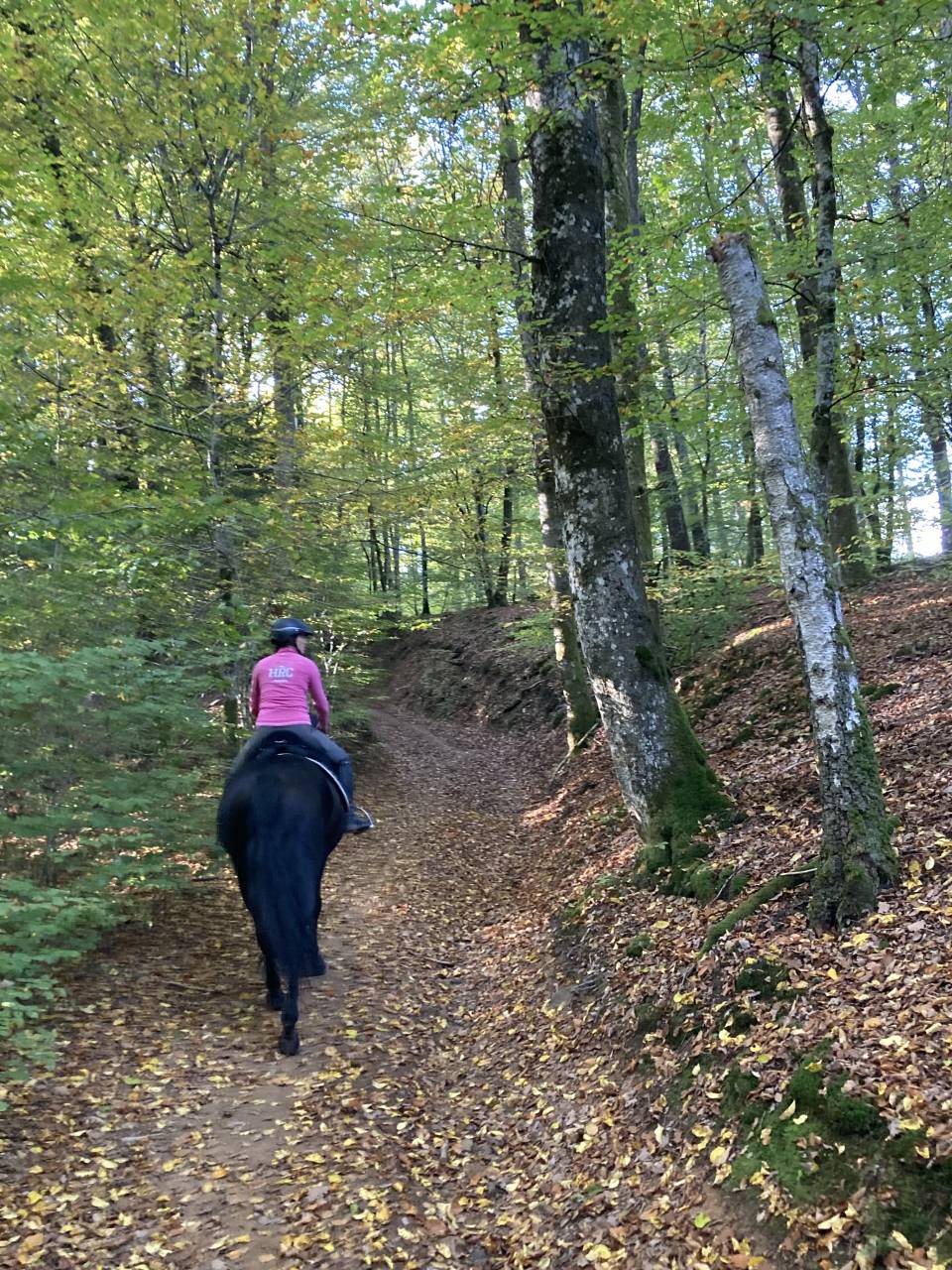 Gelding PRE Pure Spanish Bred For sale 2014 Black