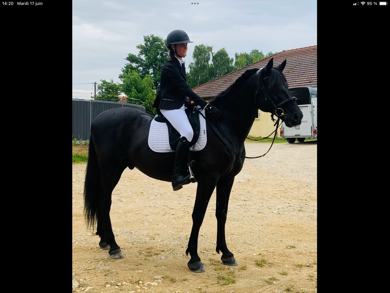 Gelding PRE Pure Spanish Bred For sale 2014 Black