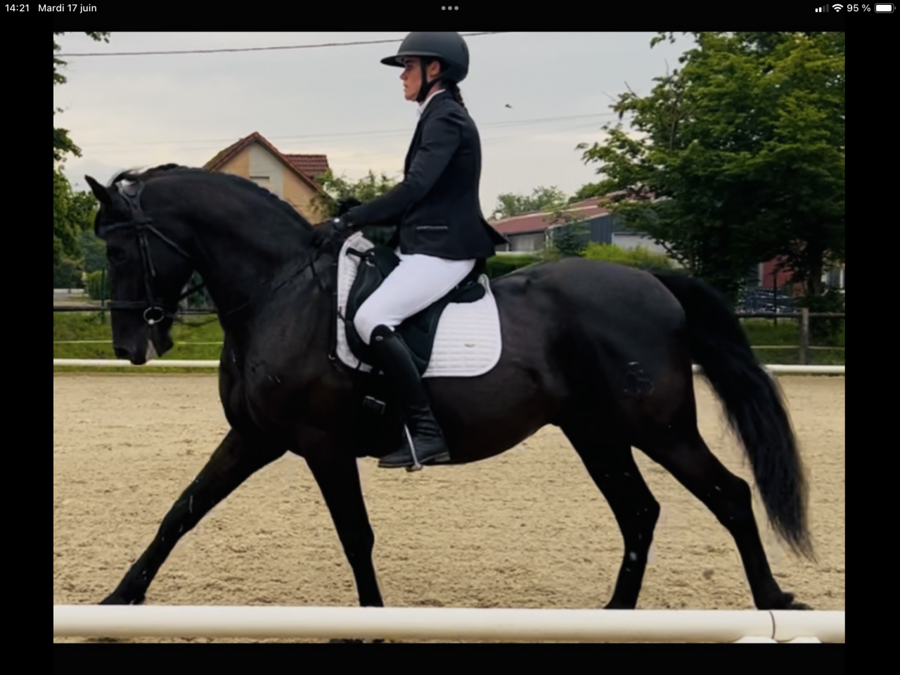 Gelding PRE Pure Spanish Bred For sale 2014 Black