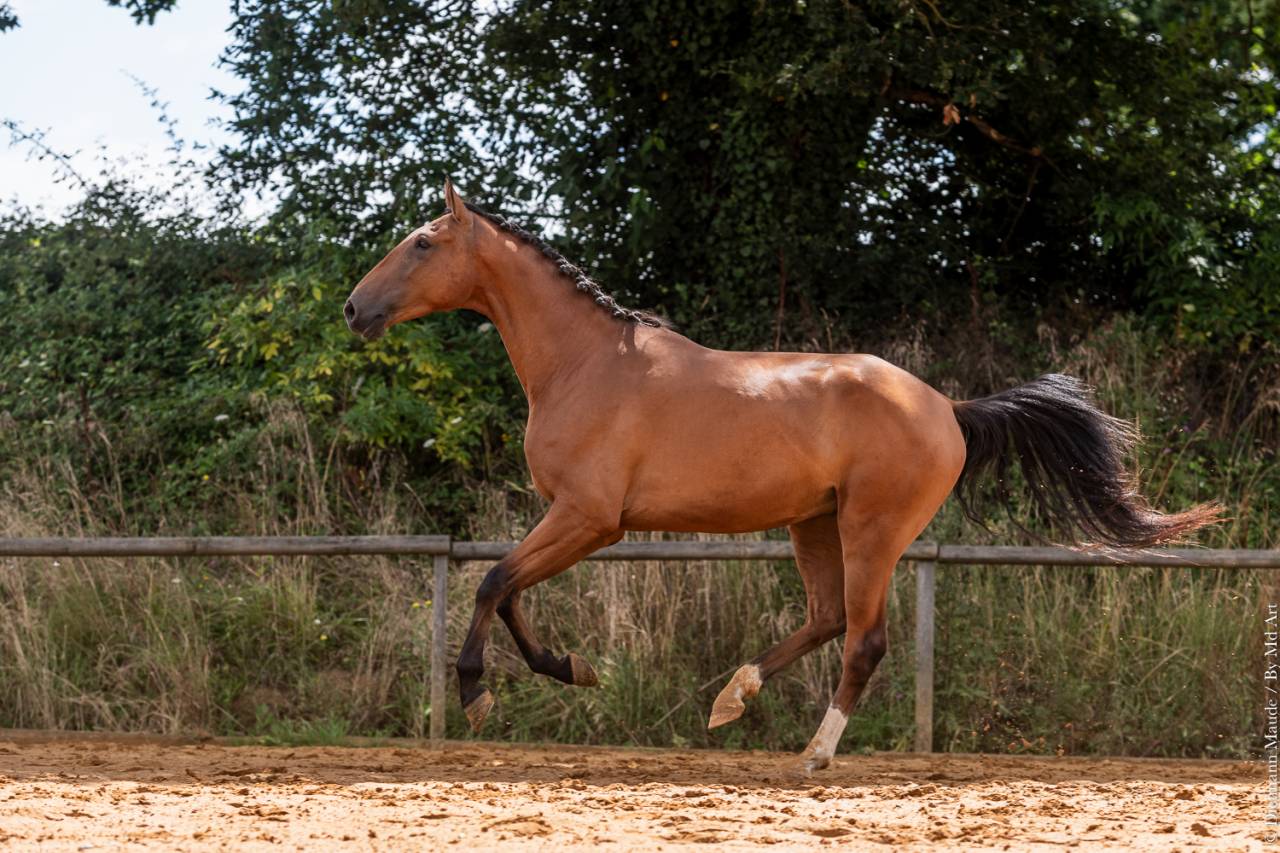 Gelding Lusitano For sale 2019 Bay