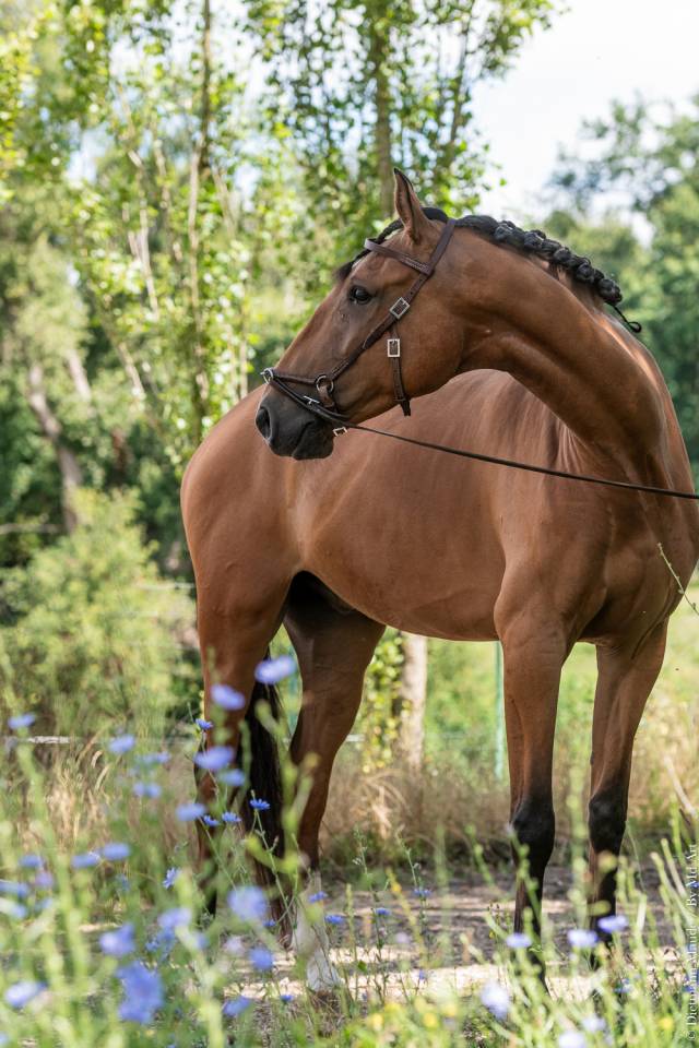 Gelding Lusitano For sale 2019 Bay