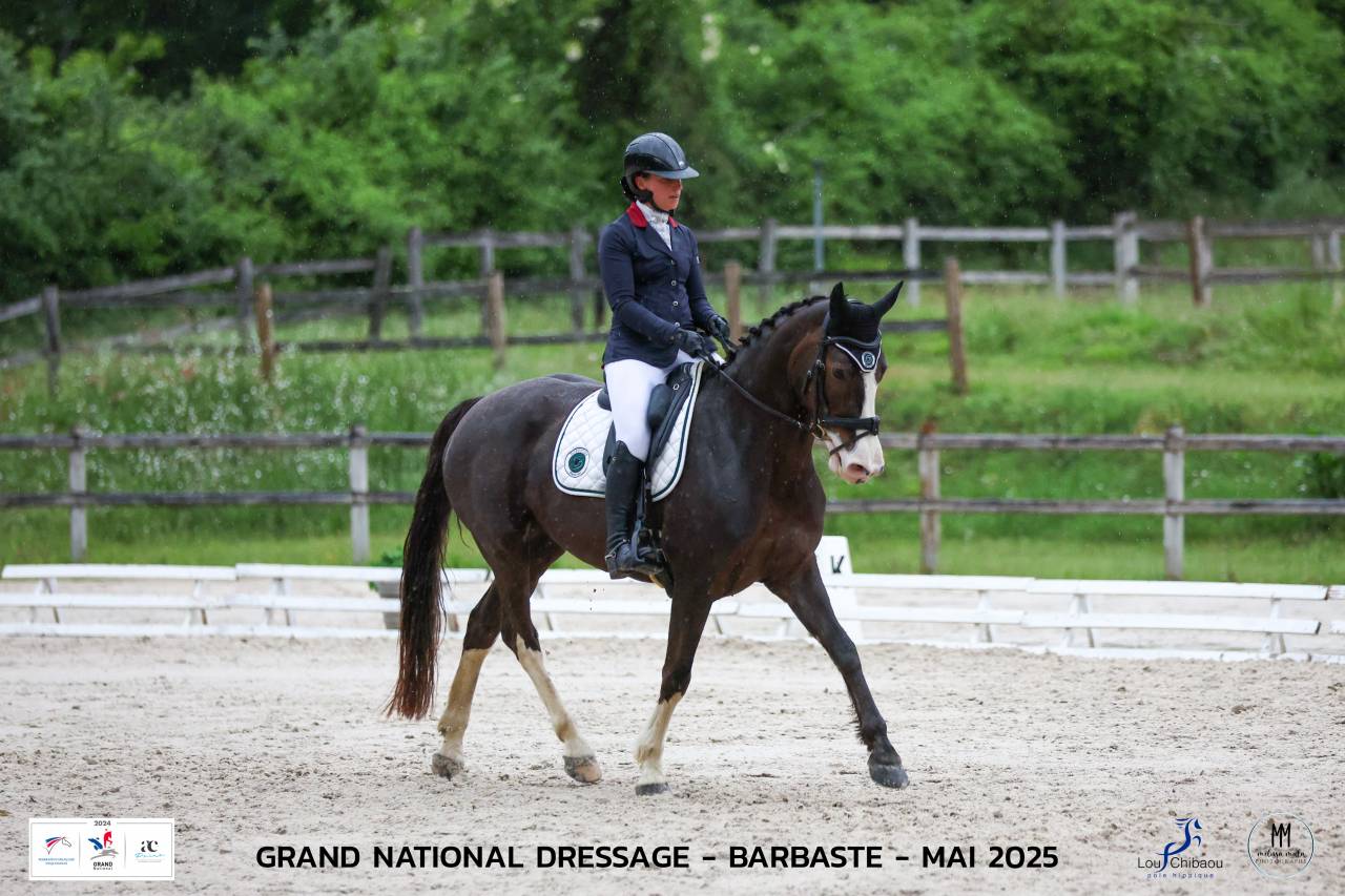 Mare Selle Français For sale 2017 Liver chestnut