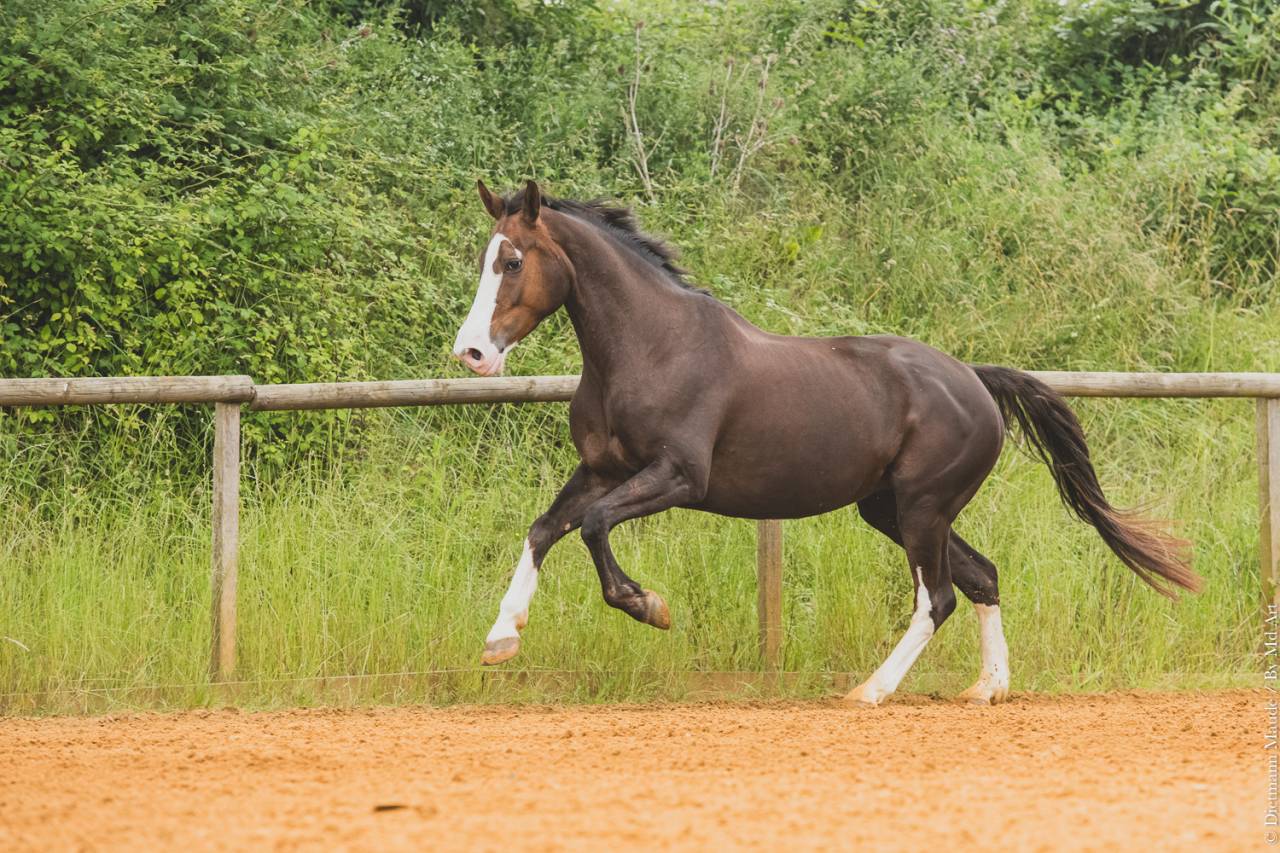 Mare Selle Fran&ccedil;ais For sale 2017 Liver chestnut