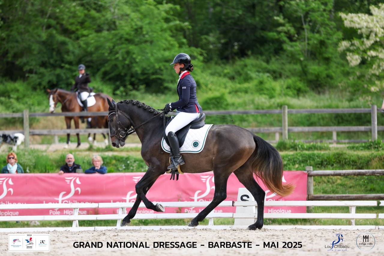 Entire Lusitano For sale 2021 Grey