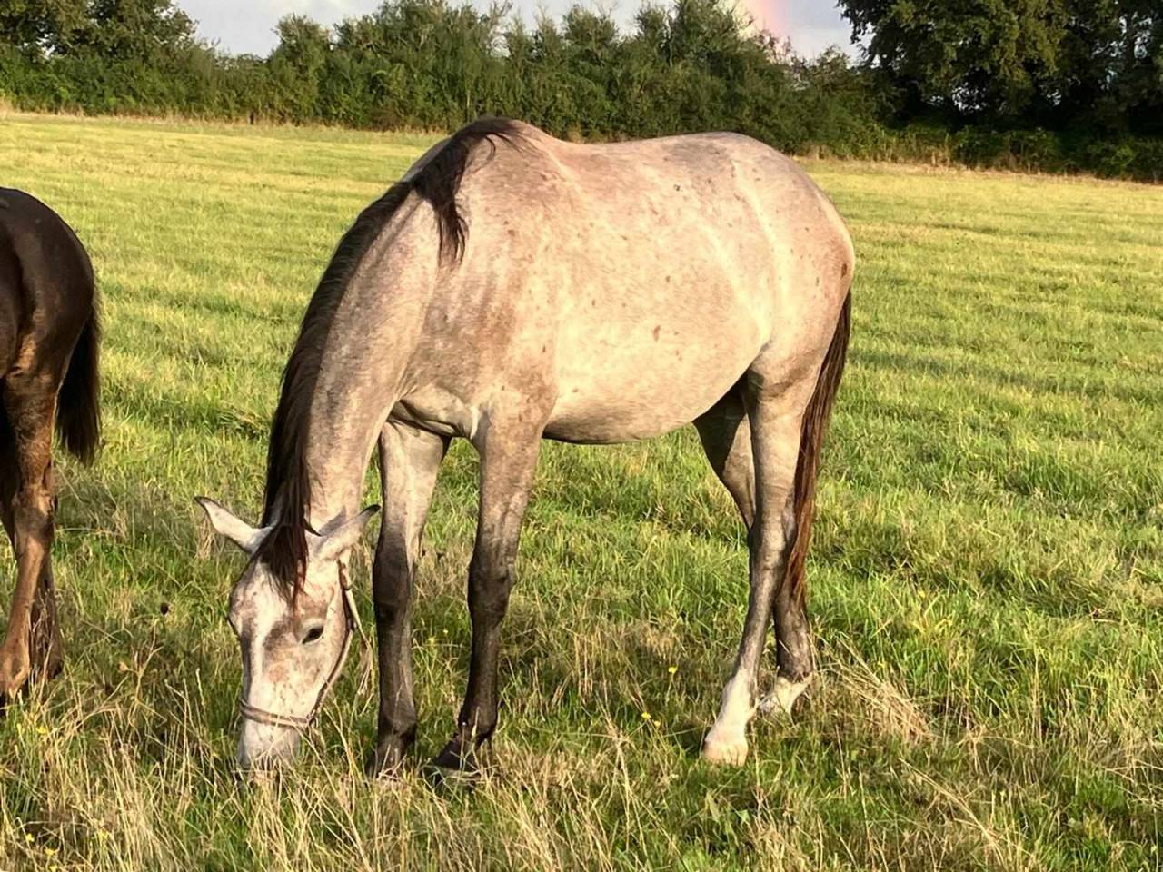 Gelding Selle Français For sale 2022 Grey
