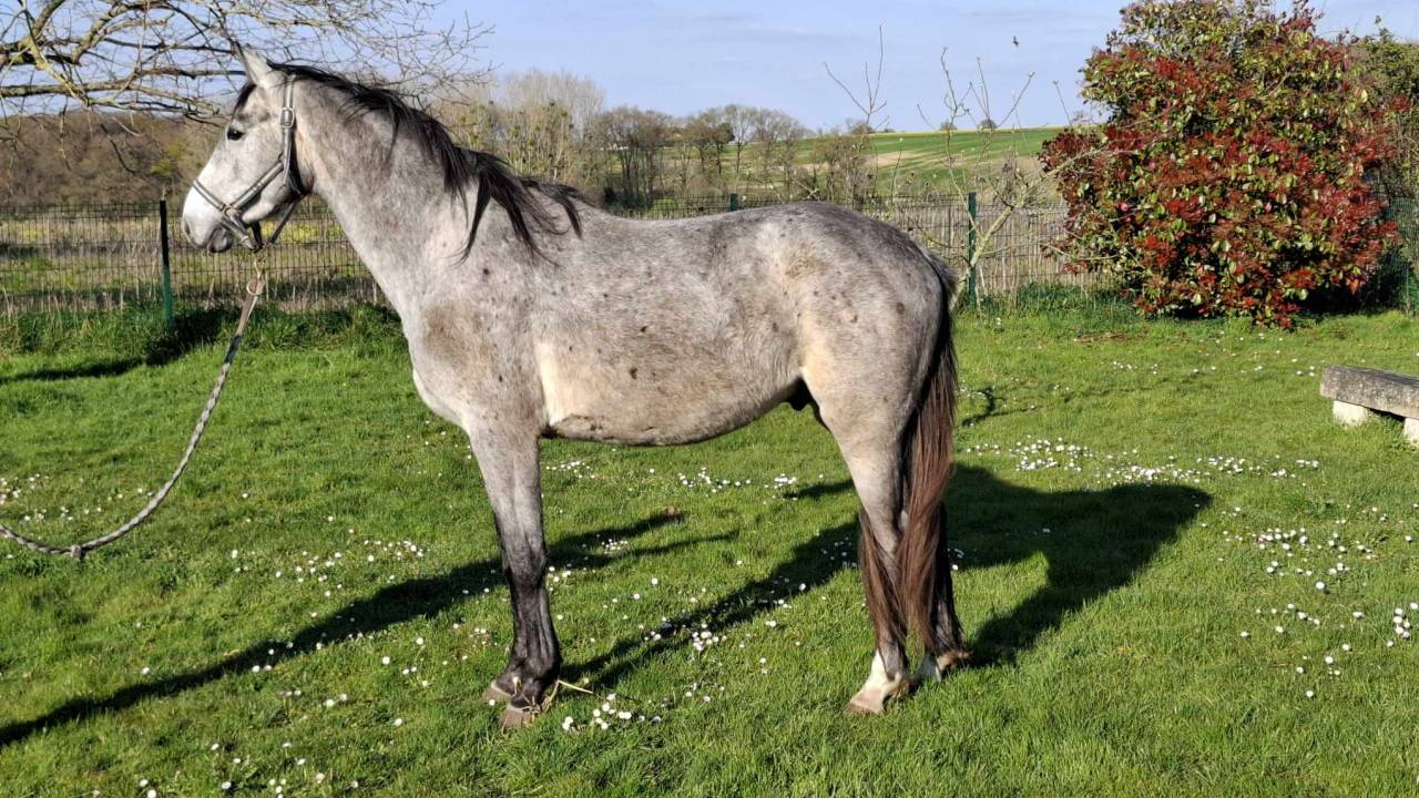 Gelding Selle Français For sale 2022 Grey
