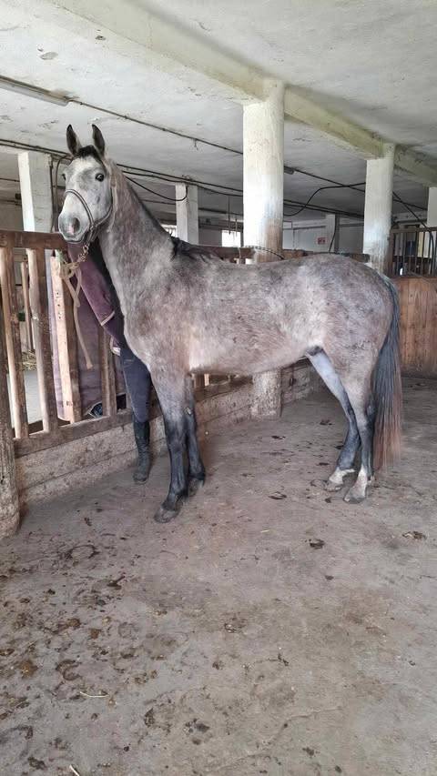 Gelding Selle Français For sale 2022 Grey