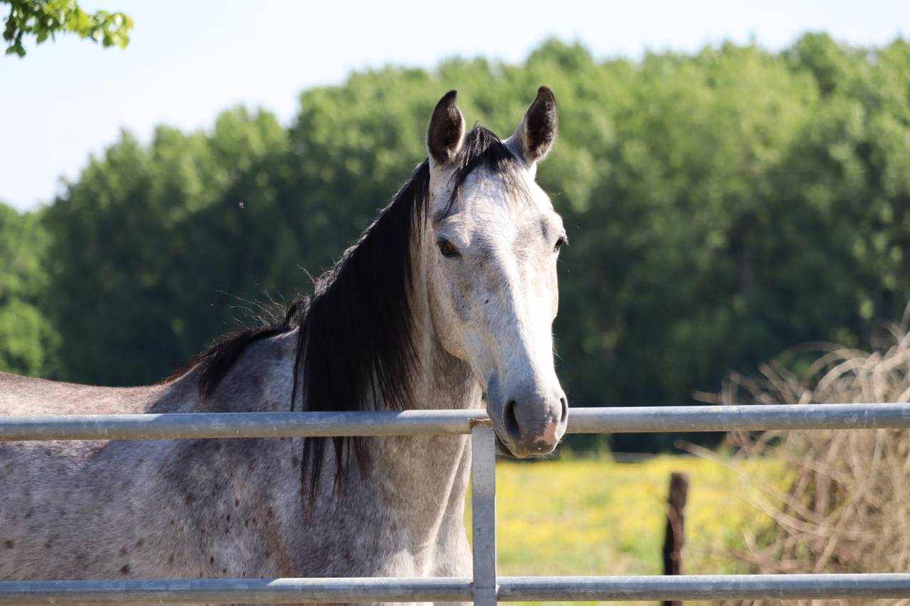 Gelding Selle Français For sale 2022 Grey