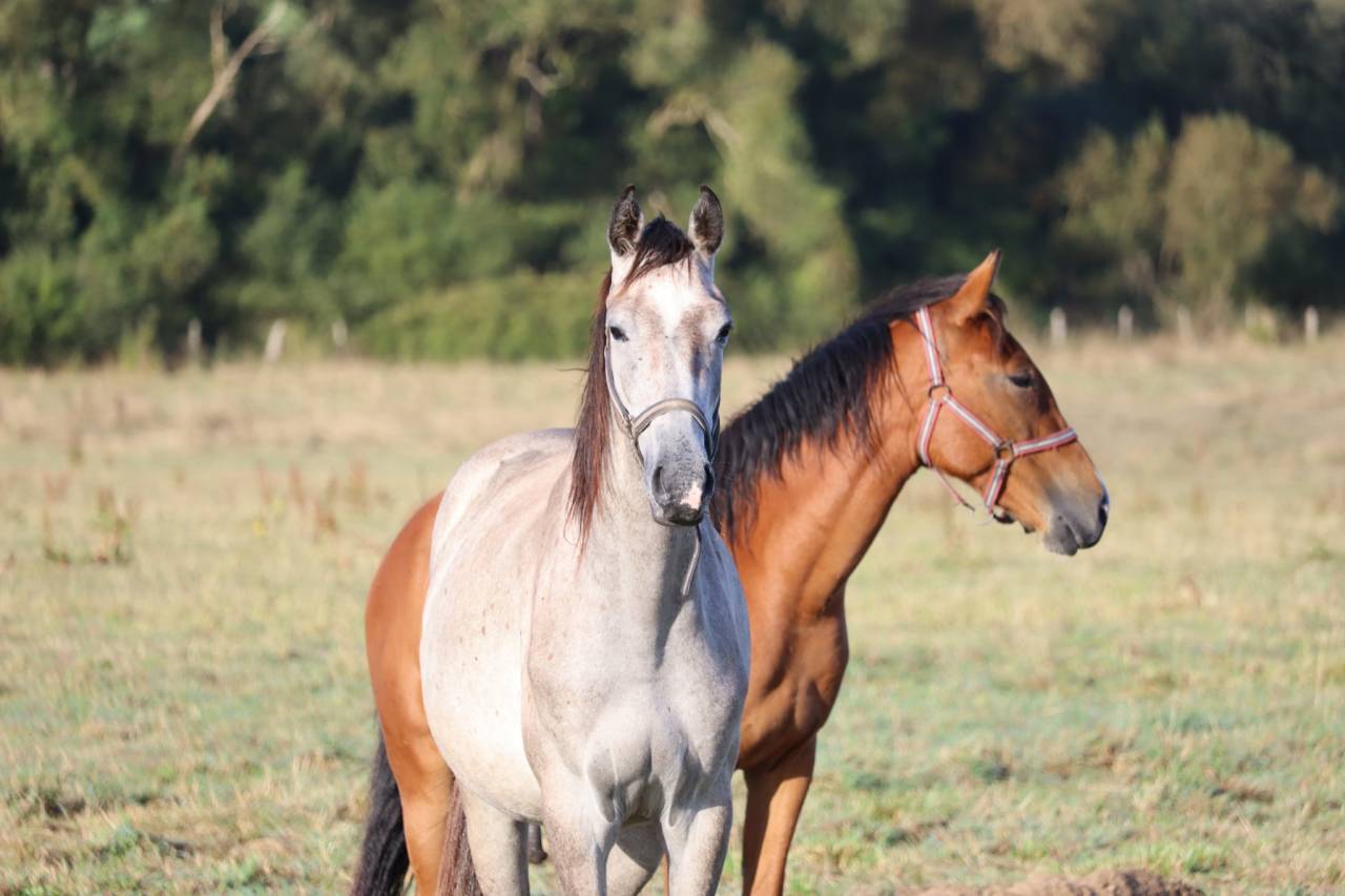 Gelding Selle Français For sale 2022 Grey