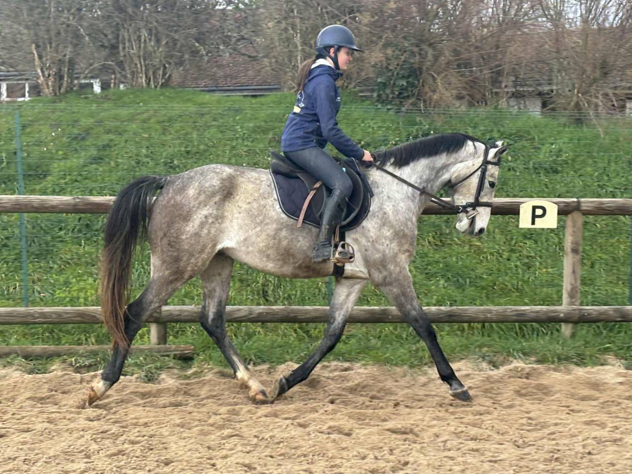 Gelding Selle Fran&ccedil;ais For sale 2022 Grey