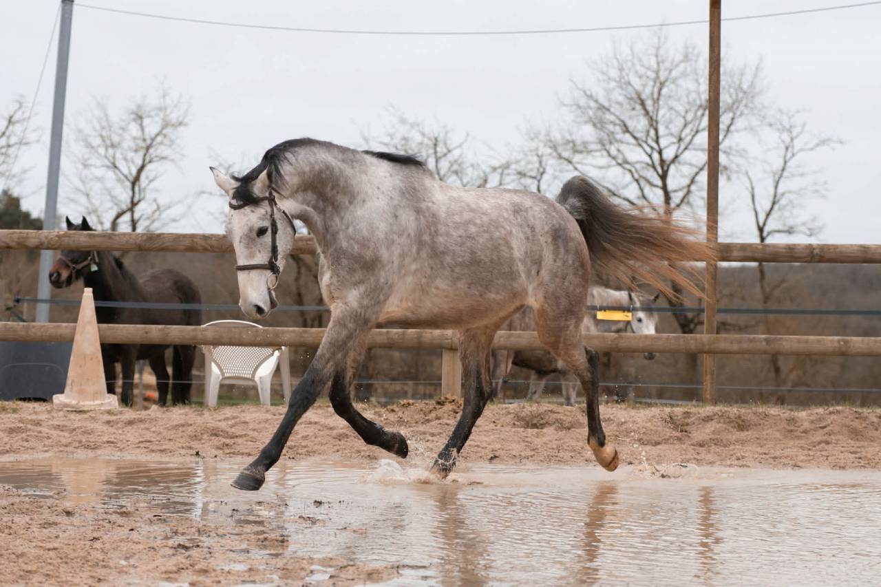 Gelding Selle Fran&ccedil;ais For sale 2022 Grey
