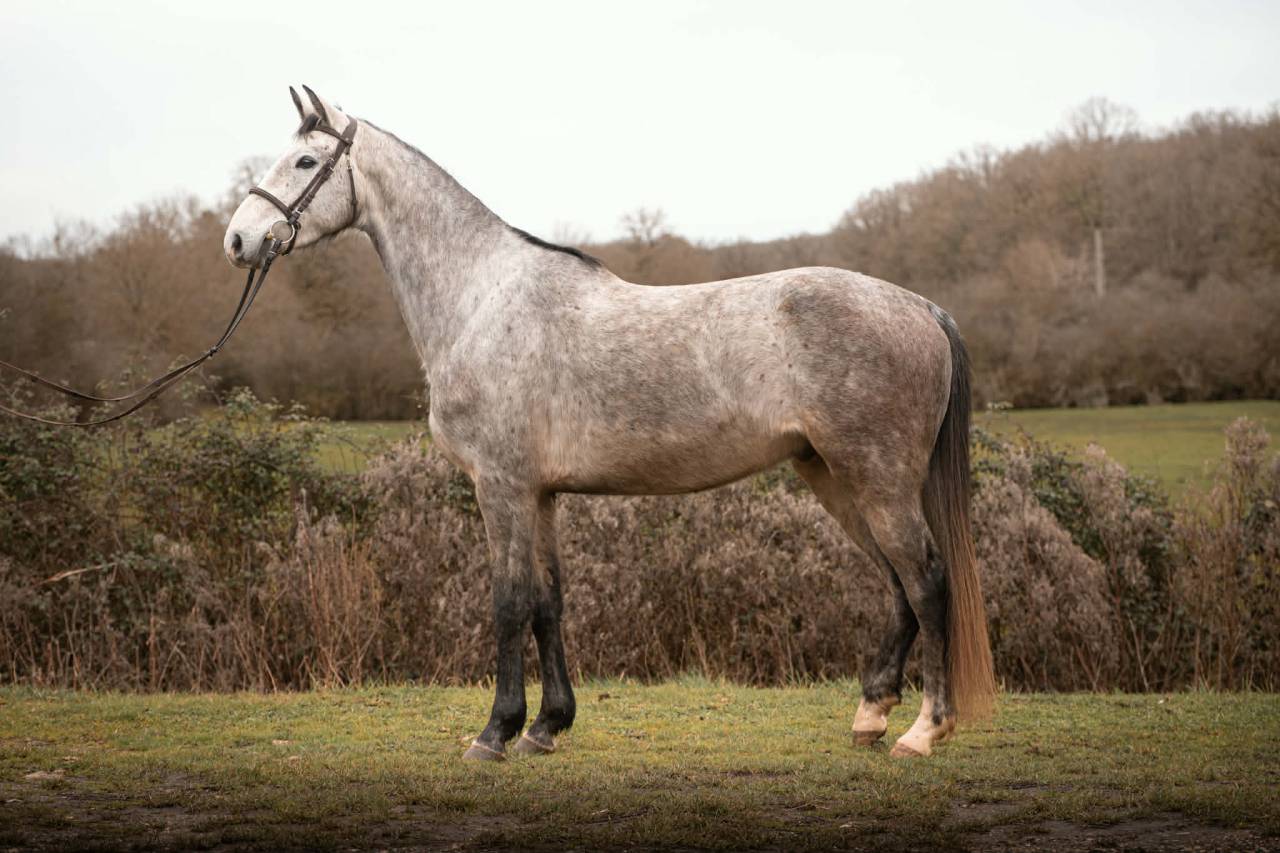 Gelding Selle Fran&ccedil;ais For sale 2022 Grey