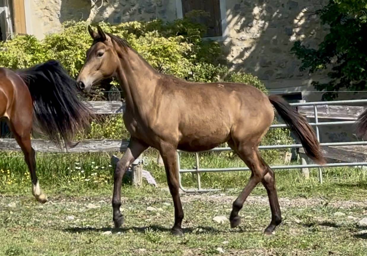 Filly CDF - French Dressage Horse For sale 2024 Dun