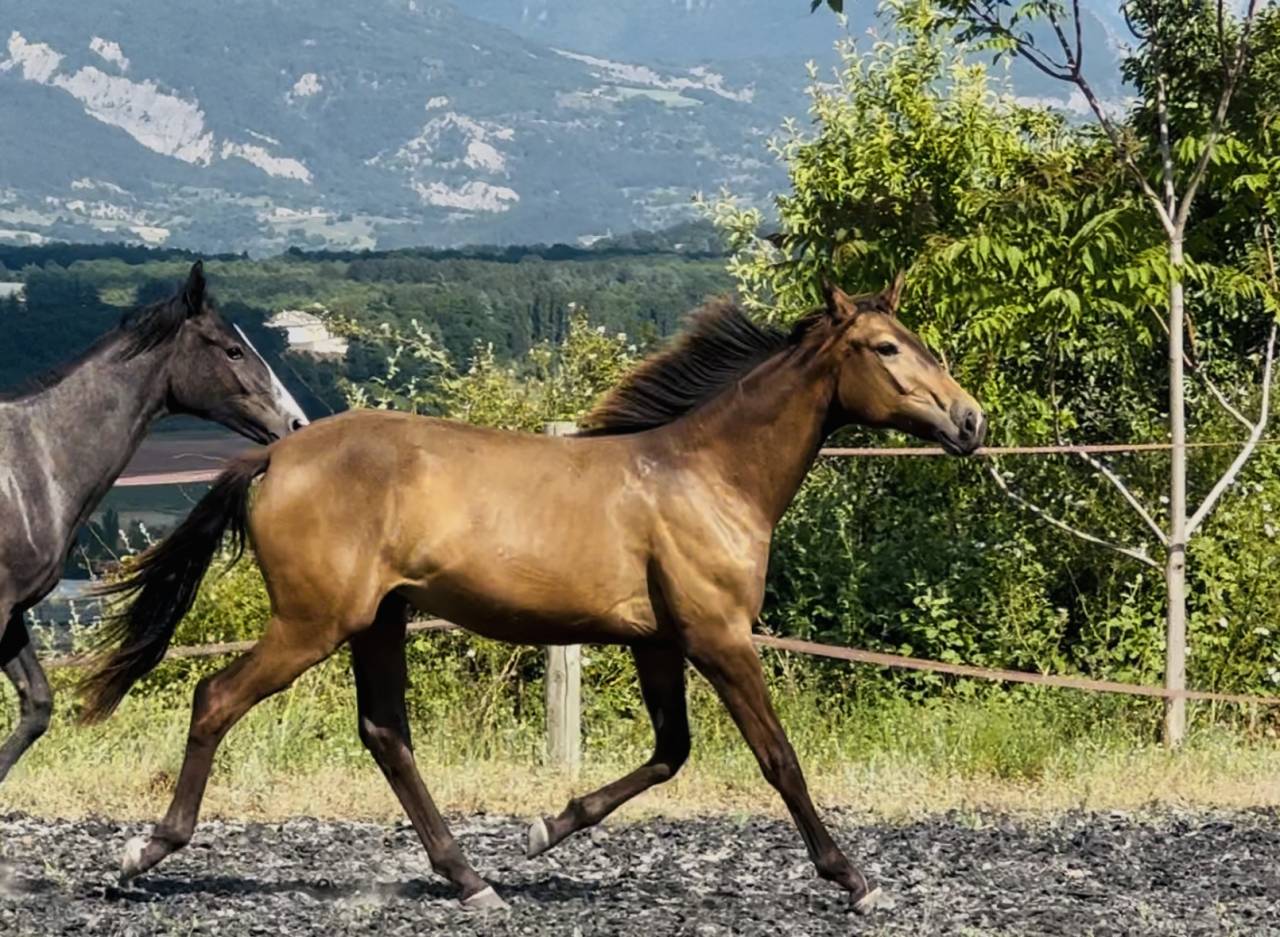 Filly CDF - French Dressage Horse For sale 2024 Dun