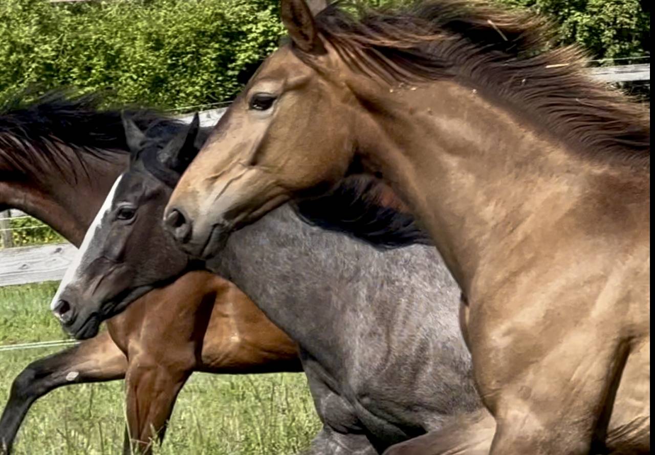 Filly CDF - French Dressage Horse For sale 2024 Dun