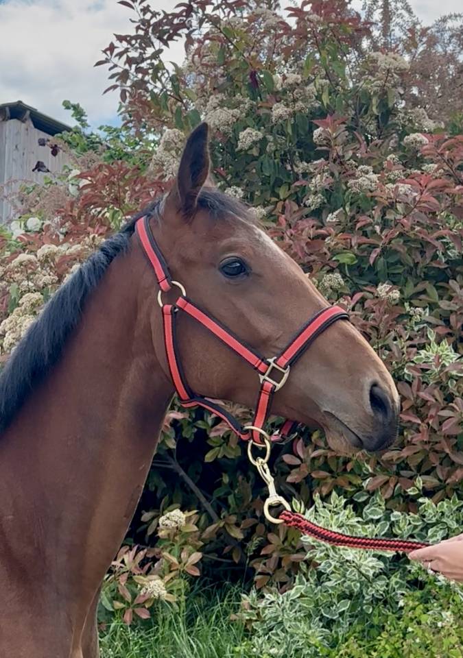 Filly Zangersheide For sale 2023 Bay