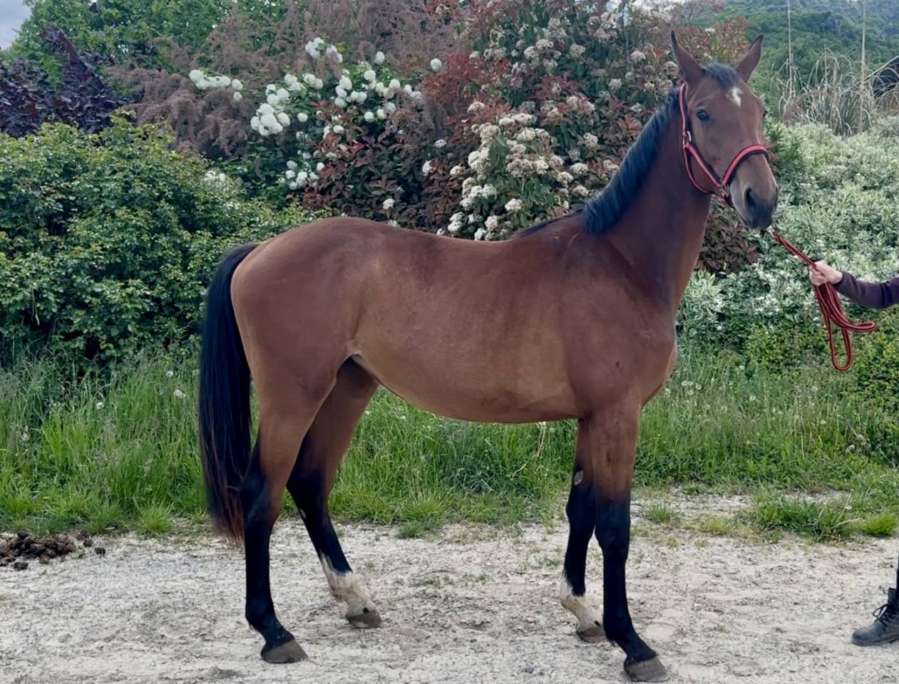 Filly Zangersheide For sale 2023 Bay