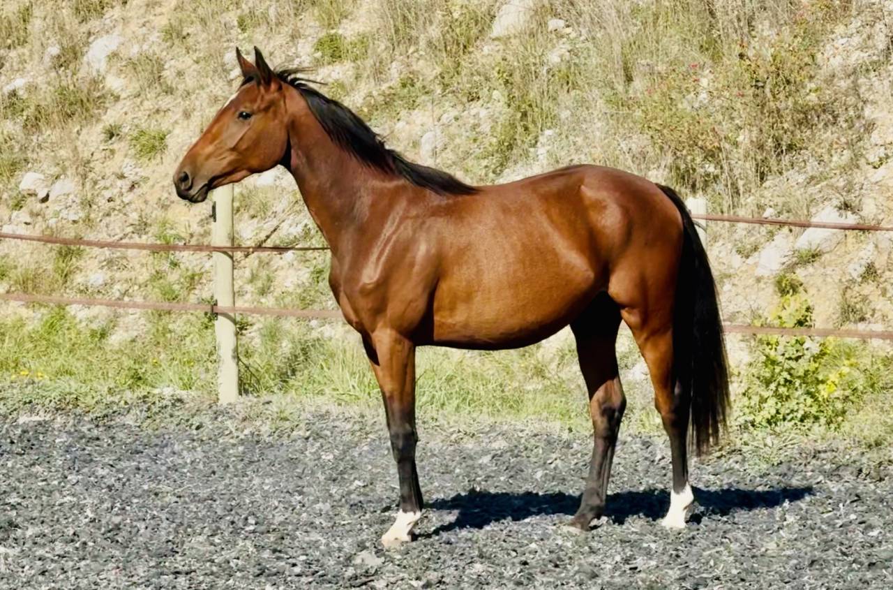 Filly Zangersheide For sale 2023 Bay