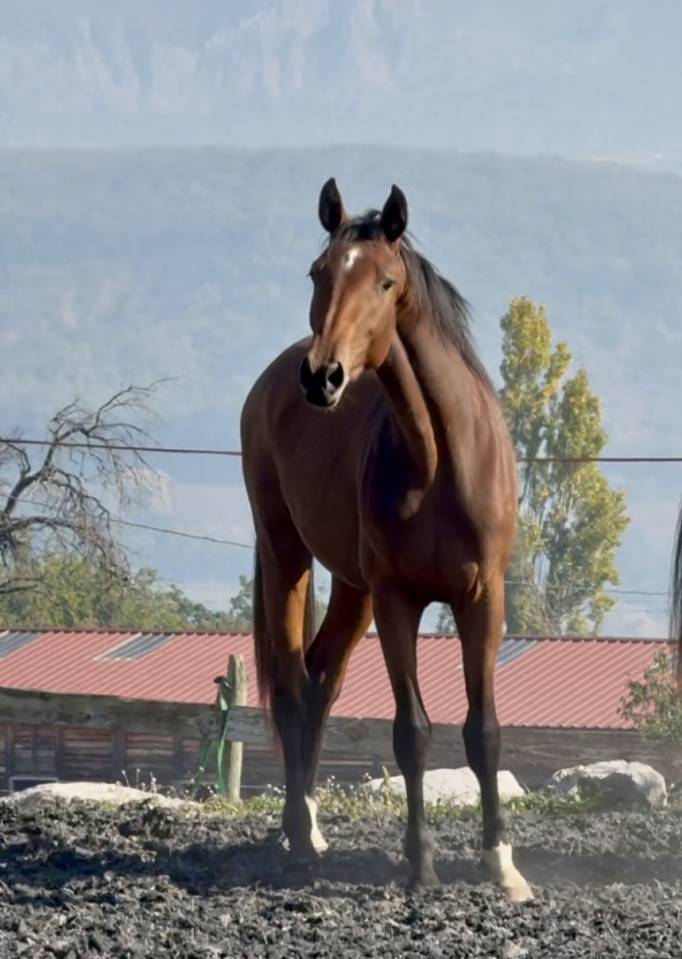 Filly Zangersheide For sale 2023 Bay