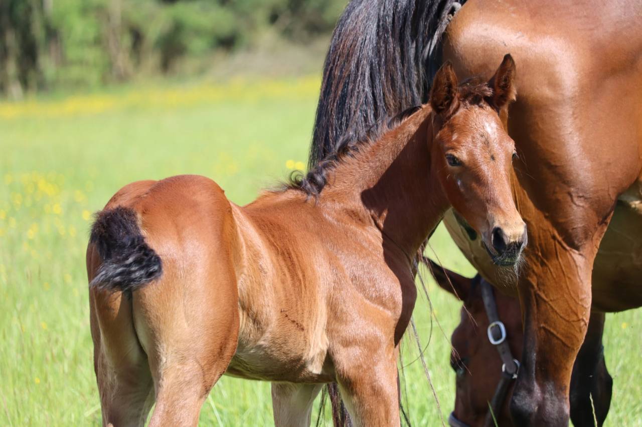 Filly Selle Français For sale 2025 Bay