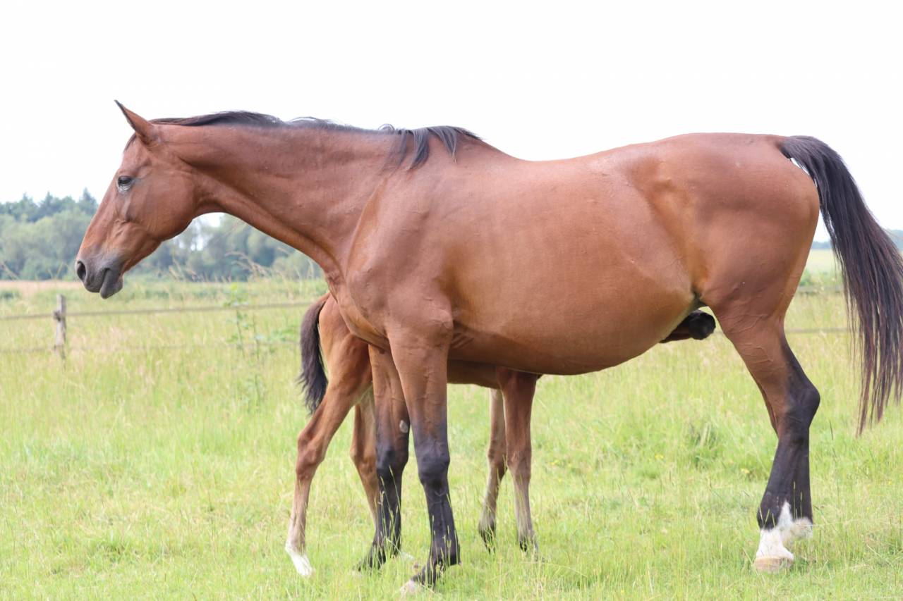 Filly Selle Français For sale 2025 Bay