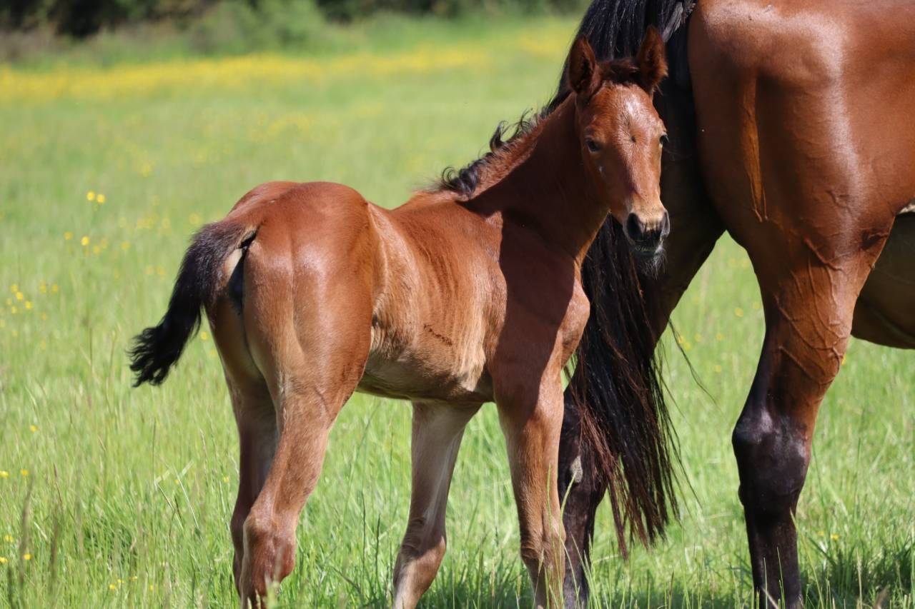 Filly Selle Français For sale 2025 Bay