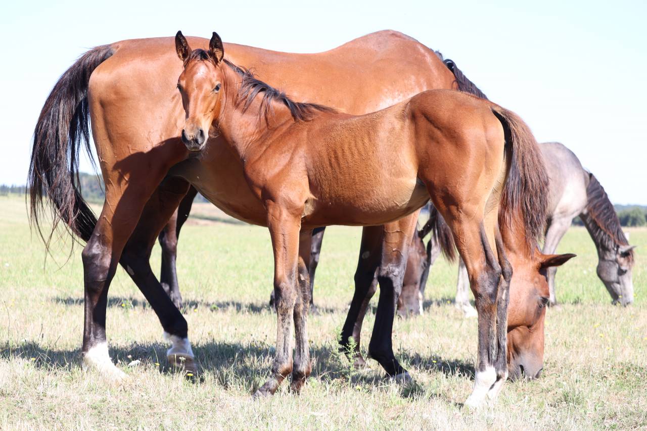 Filly Selle Français For sale 2025 Bay