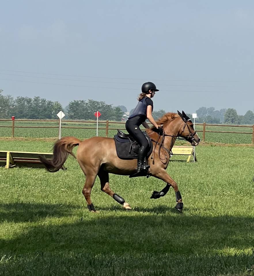Gelding French Saddle Pony For sale 2010 Chesnut