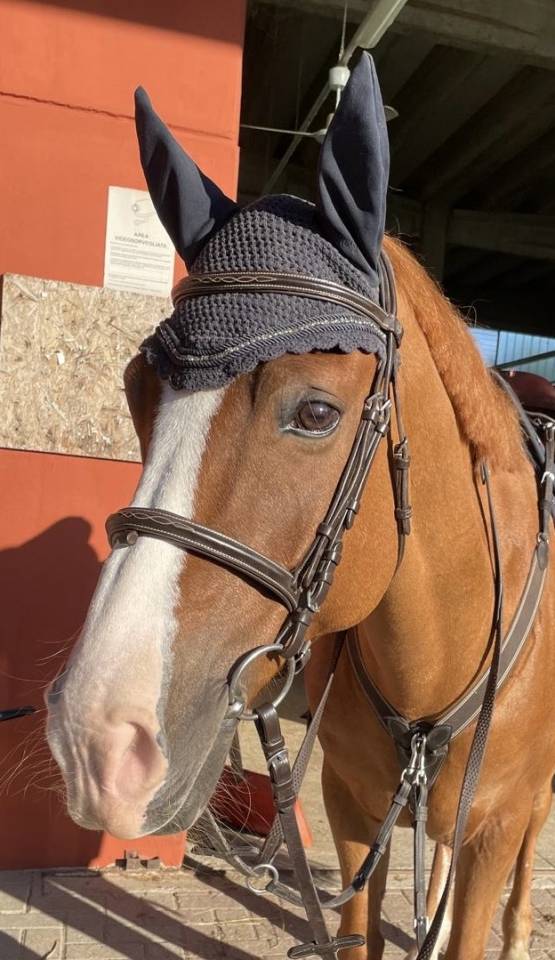 Gelding French Saddle Pony For sale 2010 Chesnut