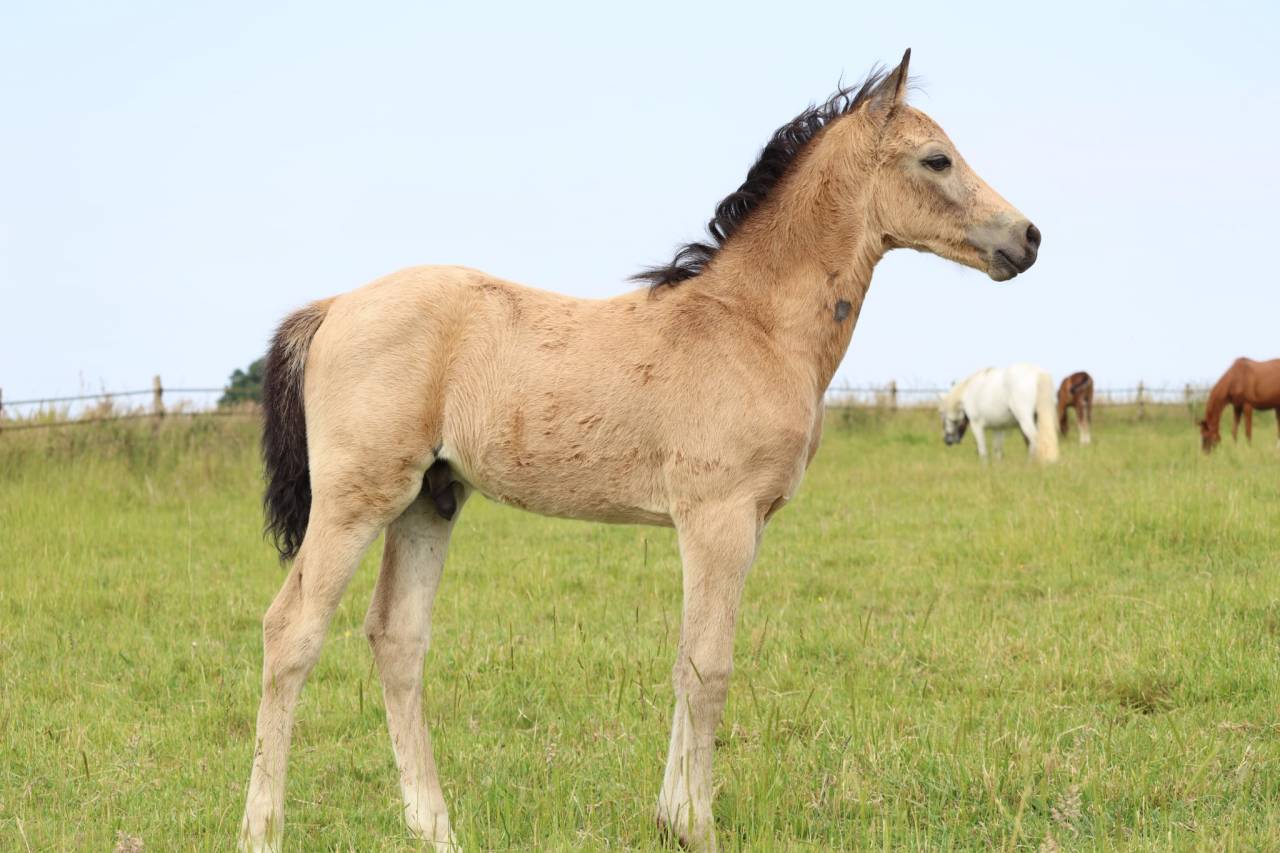 Colt French Saddle Pony For sale 2025 Buckskin