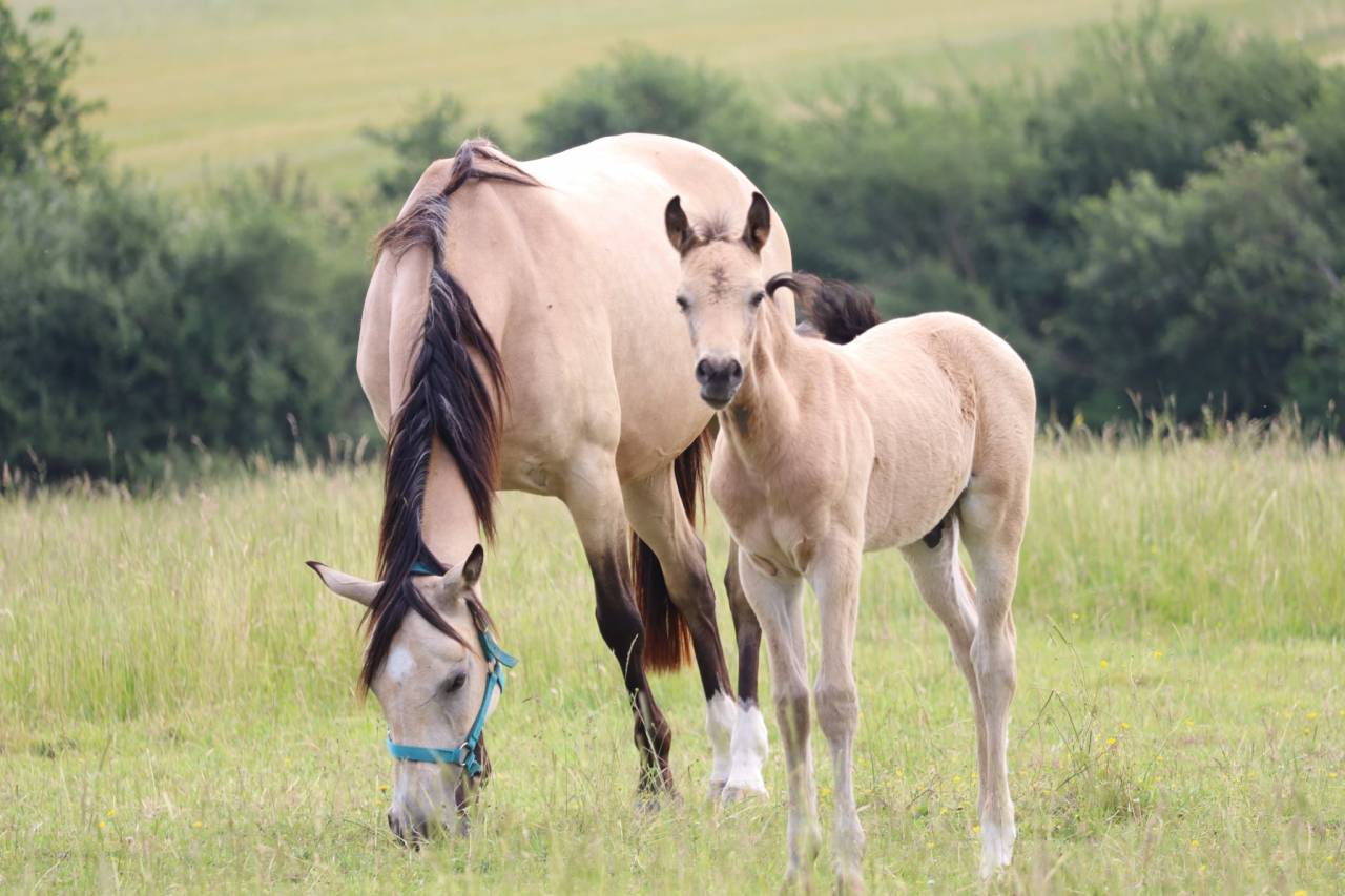 Colt French Saddle Pony For sale 2025 Buckskin