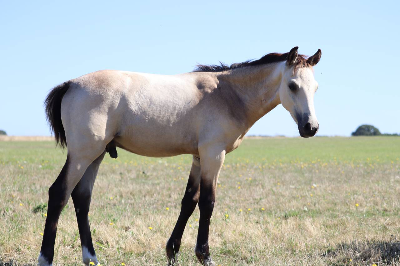 Colt French Saddle Pony For sale 2025 Buckskin