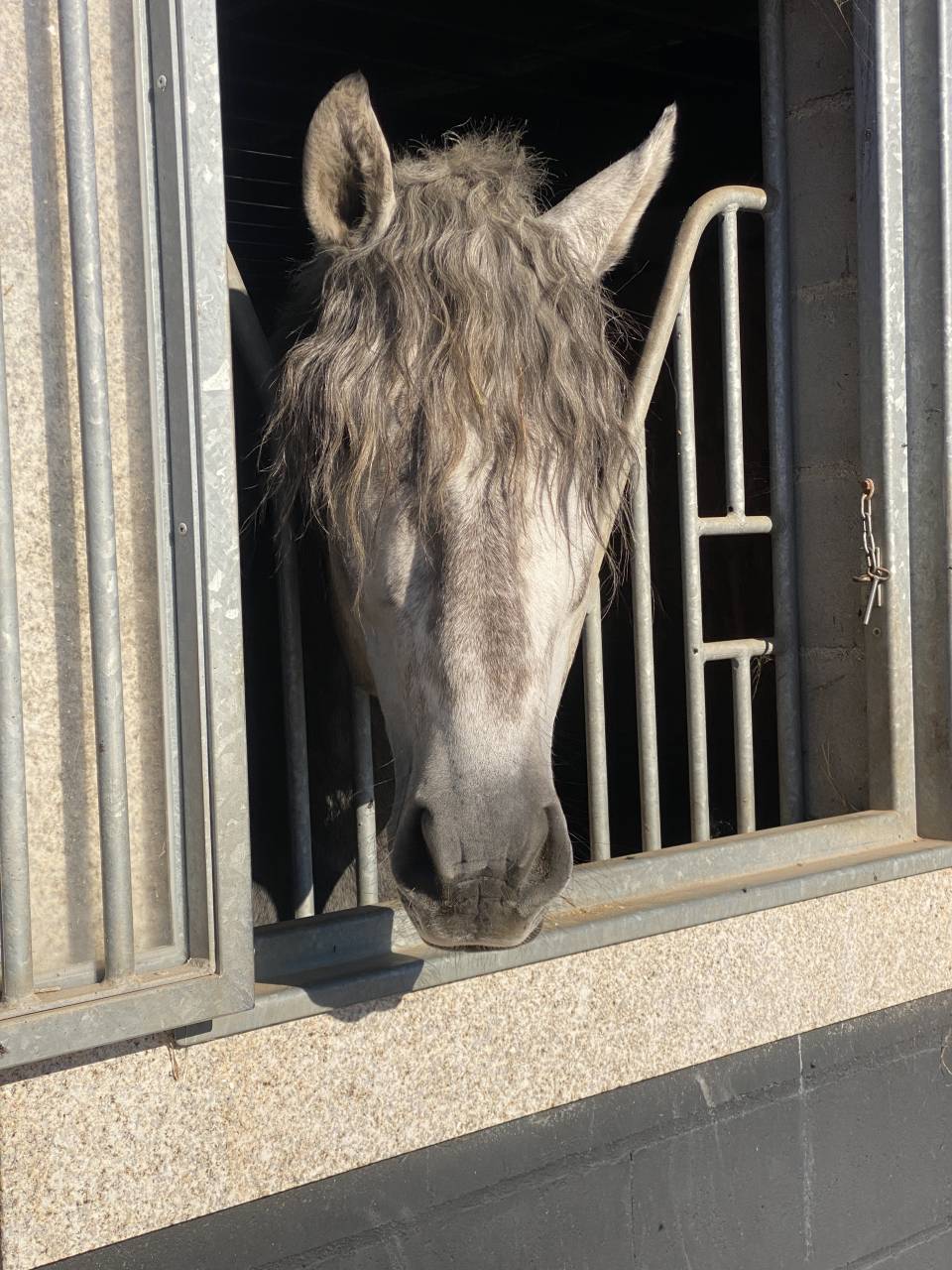 Gelding PRE Pure Spanish Bred For sale 2021 Grey