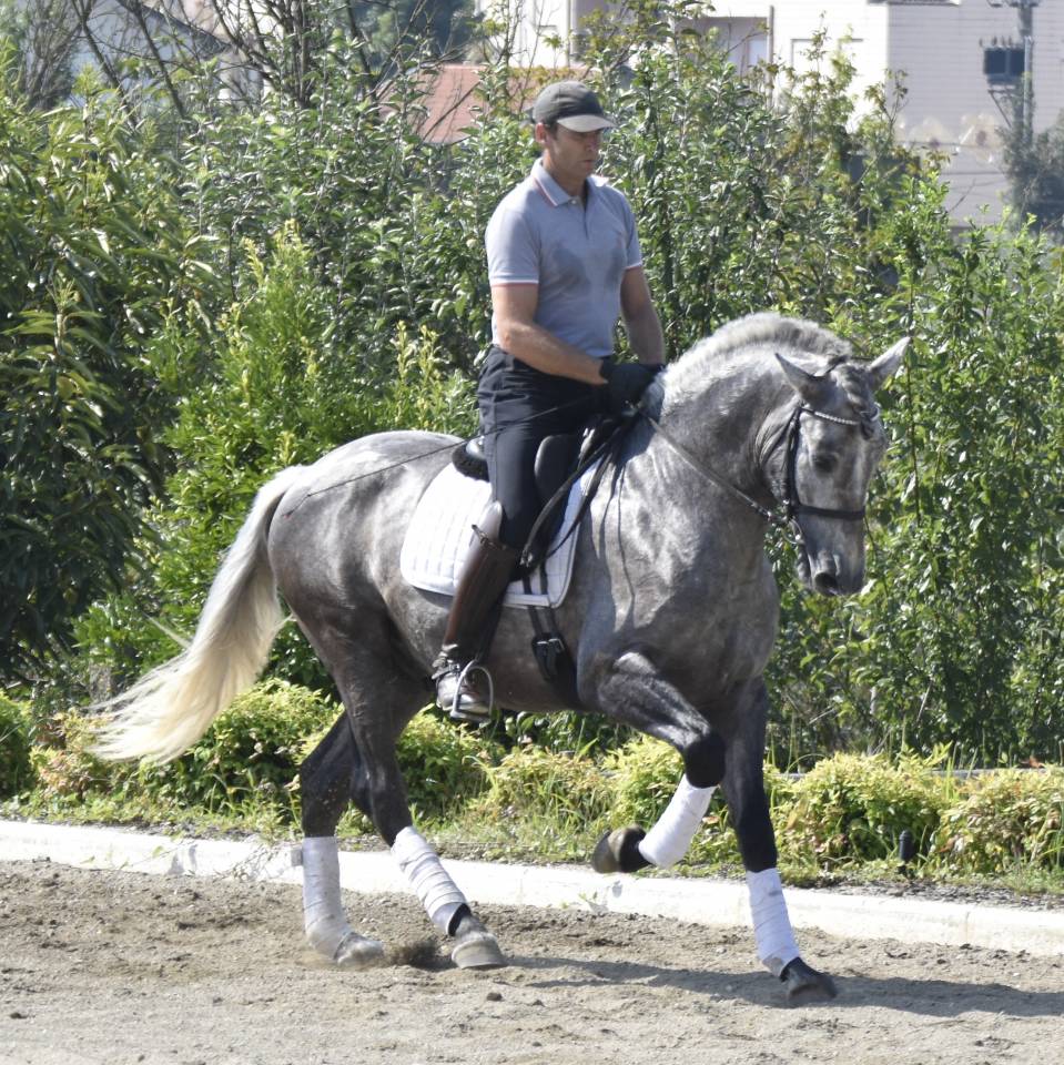 Gelding PRE Pure Spanish Bred For sale 2021 Grey