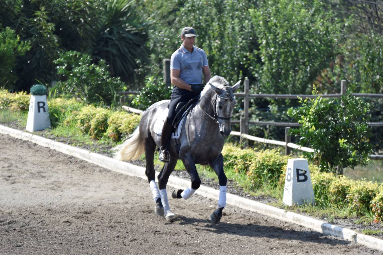 Gelding PRE Pure Spanish Bred For sale 2021 Grey