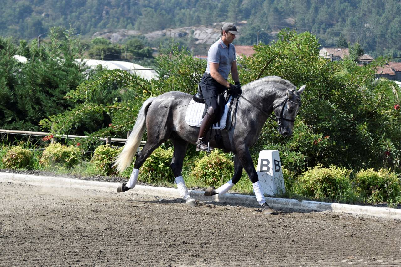 Gelding PRE Pure Spanish Bred For sale 2021 Grey