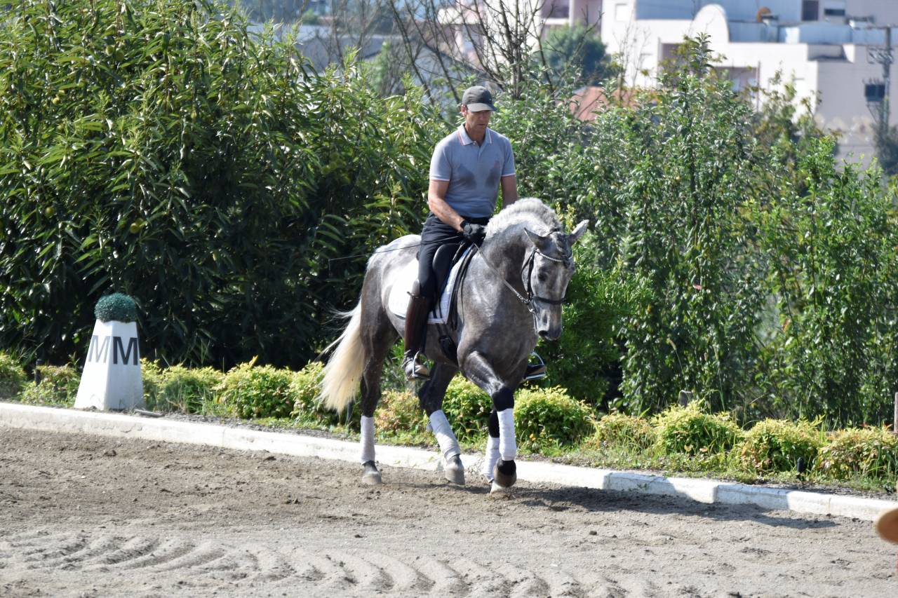 Gelding PRE Pure Spanish Bred For sale 2021 Grey