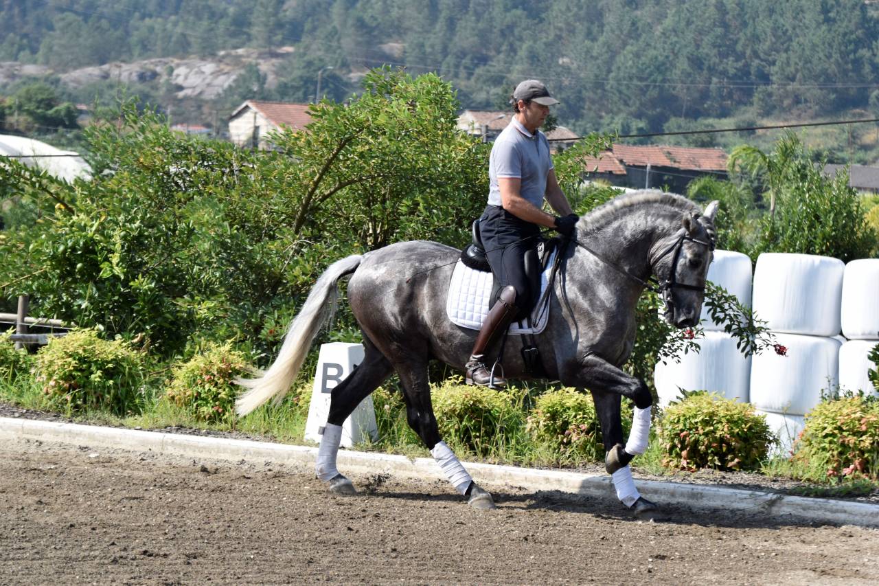 Gelding PRE Pure Spanish Bred For sale 2021 Grey