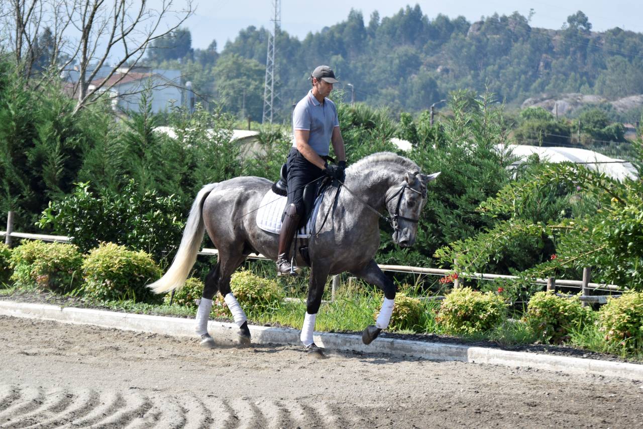 Gelding PRE Pure Spanish Bred For sale 2021 Grey