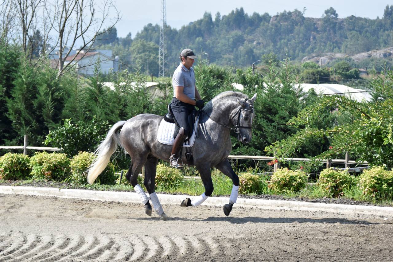 Gelding PRE Pure Spanish Bred For sale 2021 Grey