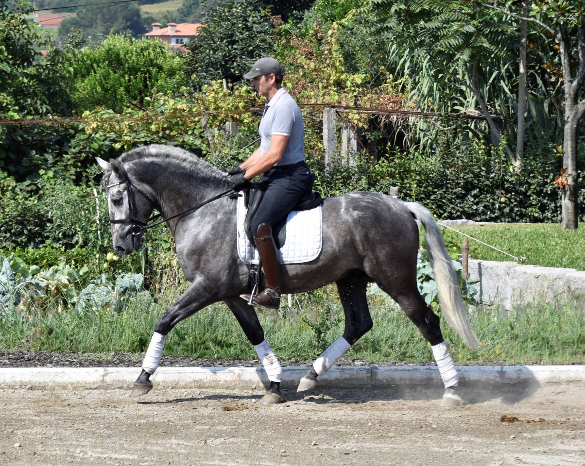 Gelding PRE Pure Spanish Bred For sale 2021 Grey
