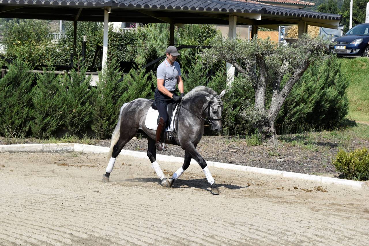 Gelding PRE Pure Spanish Bred For sale 2021 Grey